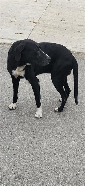 BERNARD - Great Dane available for adoption