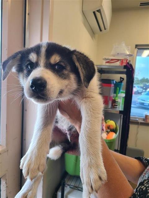 BARTHOLOMEW - Husky available for adoption