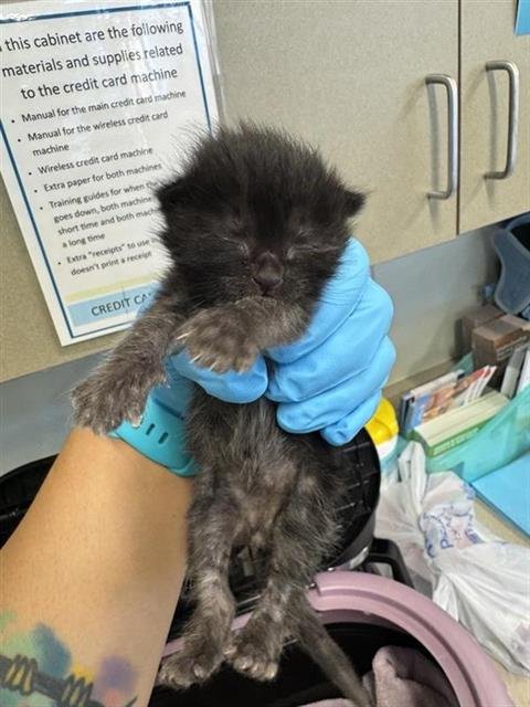 A802789 - Domestic Short Hair available for adoption