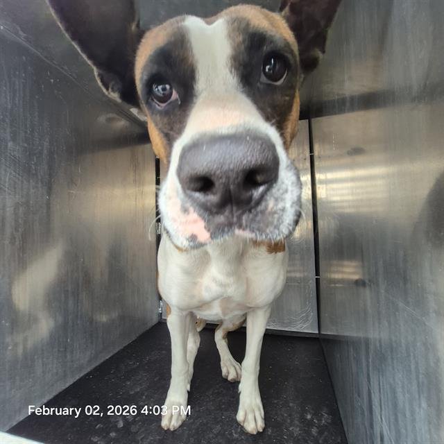 A793679 - American Staffordshire Terrier available for adoption