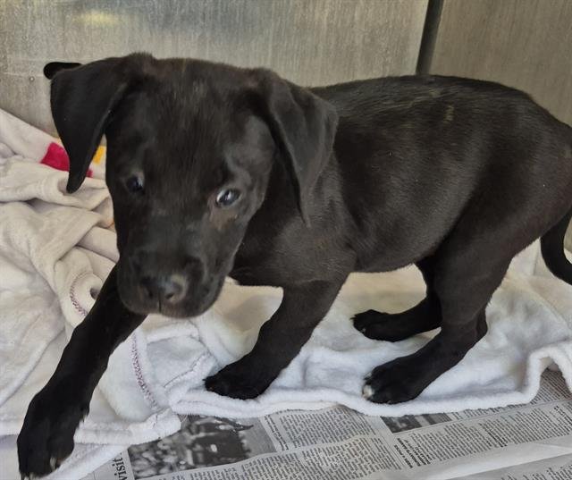 ATLAS - Labrador Retriever available for adoption