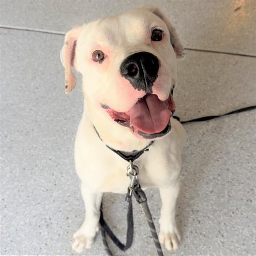 TOBY - American Staffordshire Terrier available for adoption