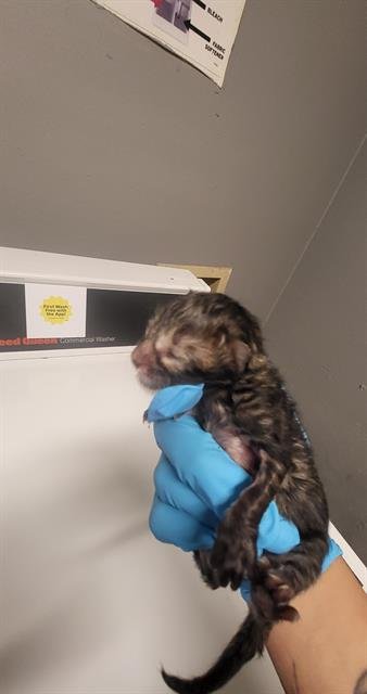 TIMBER - Domestic Medium Hair available for adoption