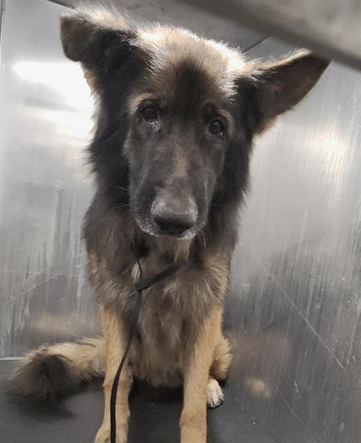 RHYSAND - German Shepherd Dog available for adoption