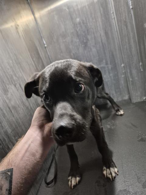 ROSCO - American Staffordshire Terrier available for adoption