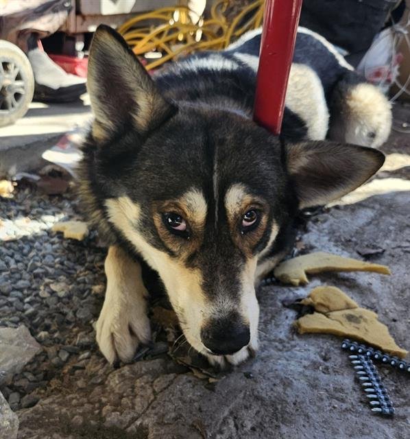 SHILO - Siberian Husky available for adoption