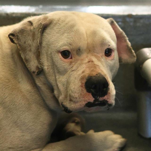 CURTIS - American Staffordshire Terrier available for adoption