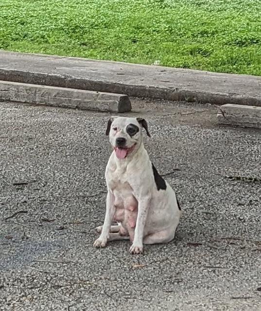 DOTTIE Image