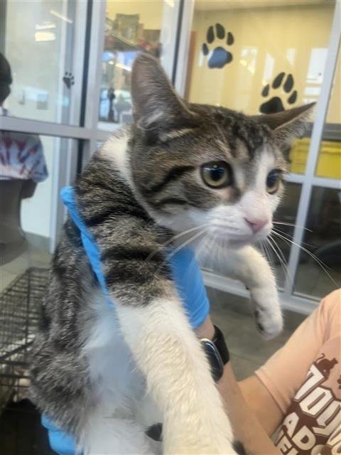 SUGAR - Domestic Short Hair available for adoption