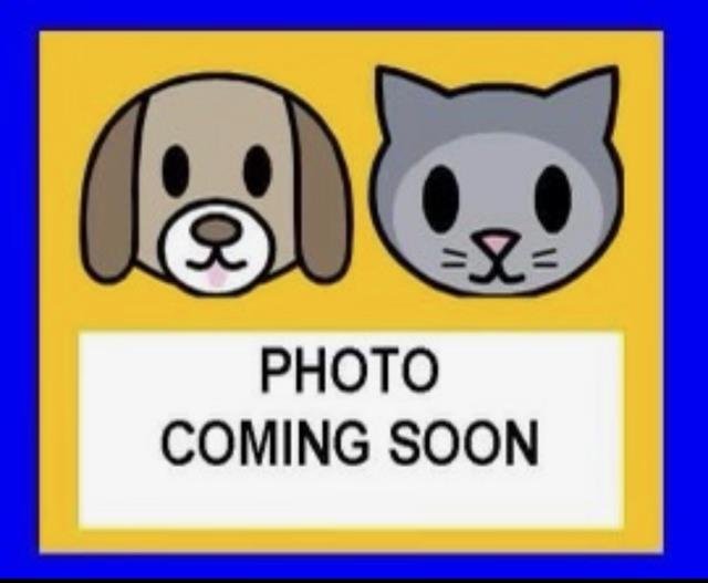 A791014 - Domestic Short Hair available for adoption