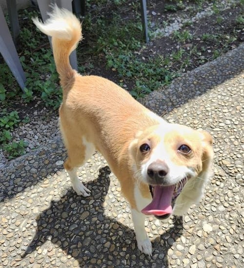 BELLA - Terrier available for adoption