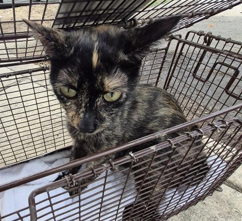 PUMPKIN - Domestic Short Hair available for adoption