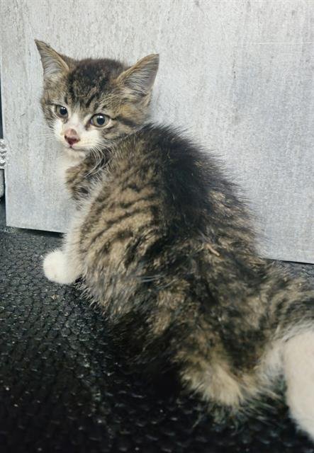 DAN - Domestic Short Hair available for adoption