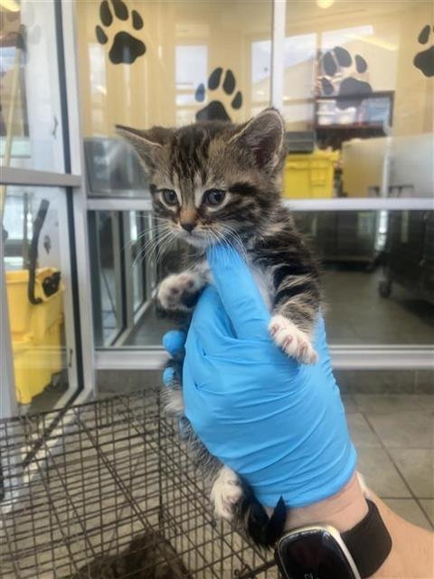 SHIBA - Domestic Short Hair available for adoption