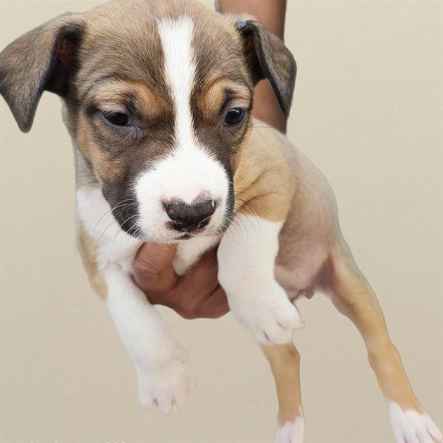 ROSIE - Labrador Retriever available for adoption