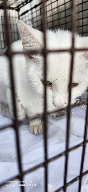 SNOWBALL - Domestic Short Hair available for adoption