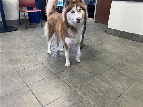 STELLA - Husky available for adoption