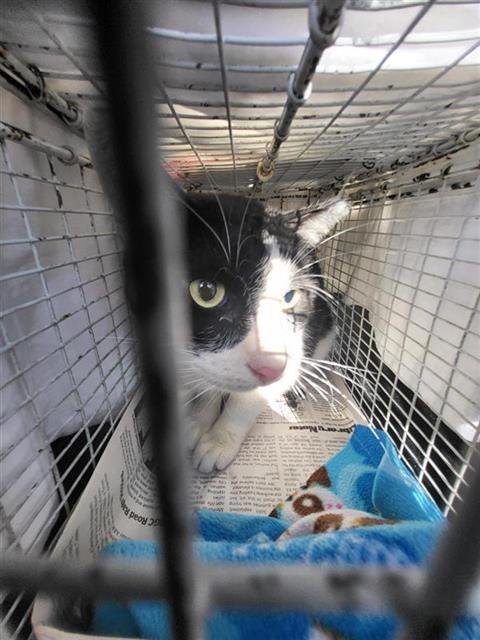 BUTTONS - Domestic Short Hair available for adoption