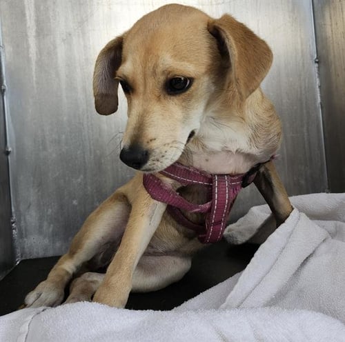 SUGAR - Terrier available for adoption