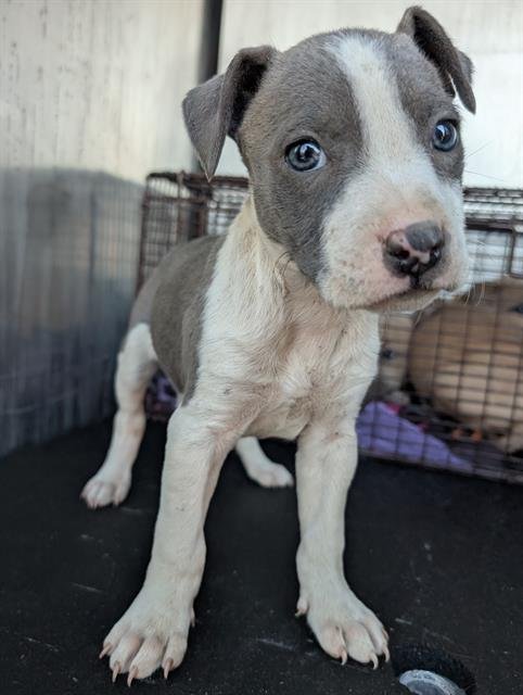 TINKA - Staffordshire Bull Terrier available for adoption