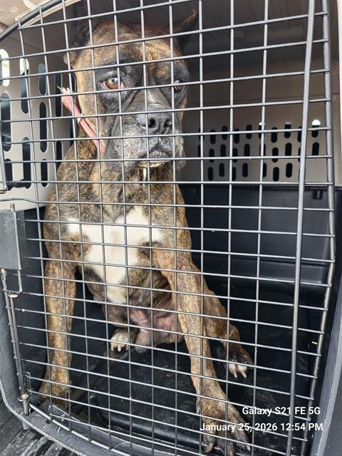 ROCKY - Boxer available for adoption