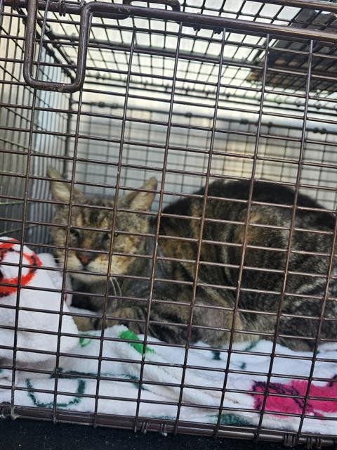 POPCORN - Domestic Short Hair available for adoption