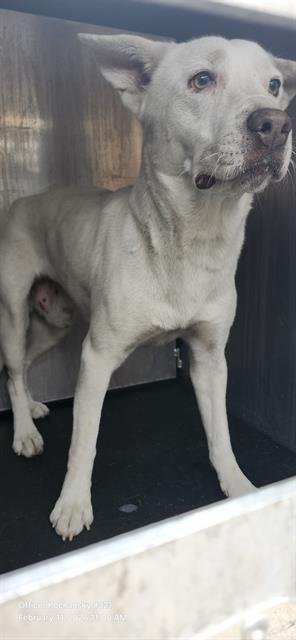 MARSH - American Staffordshire Terrier available for adoption