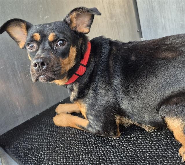 ROSIE - Terrier available for adoption