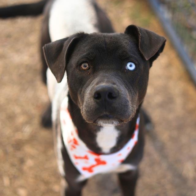 REX - Labrador Retriever available for adoption