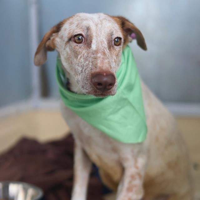 ROYCE - Terrier available for adoption