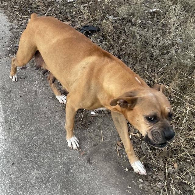 SHIAH - Boxer available for adoption