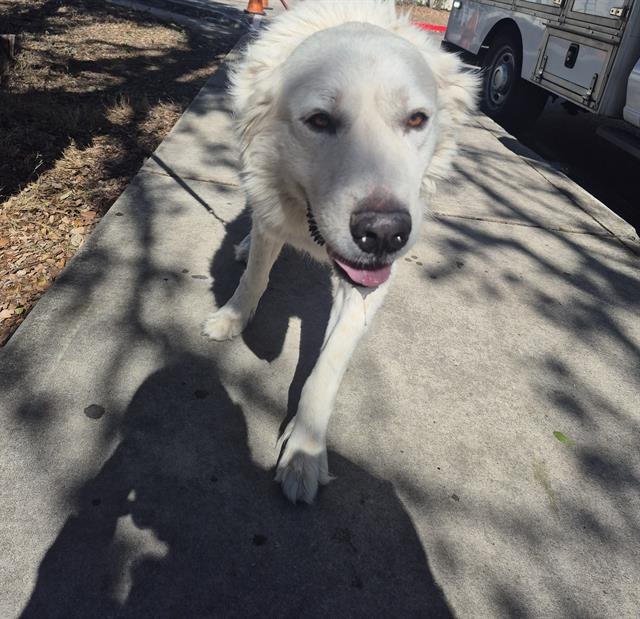 APOLLO - Great Pyrenees available for adoption