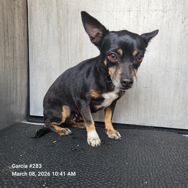 BELLA - Chihuahua available for adoption