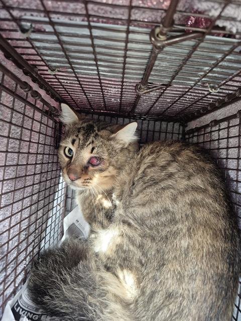 BARAKA - Domestic Medium Hair available for adoption