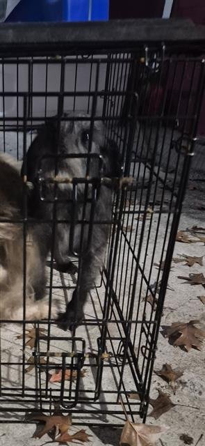 SYDNEY - Terrier available for adoption