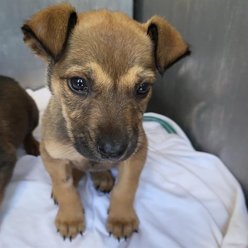 RILEY - Terrier available for adoption