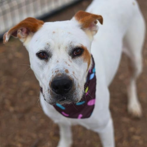 SOFIA - Labrador Retriever available for adoption