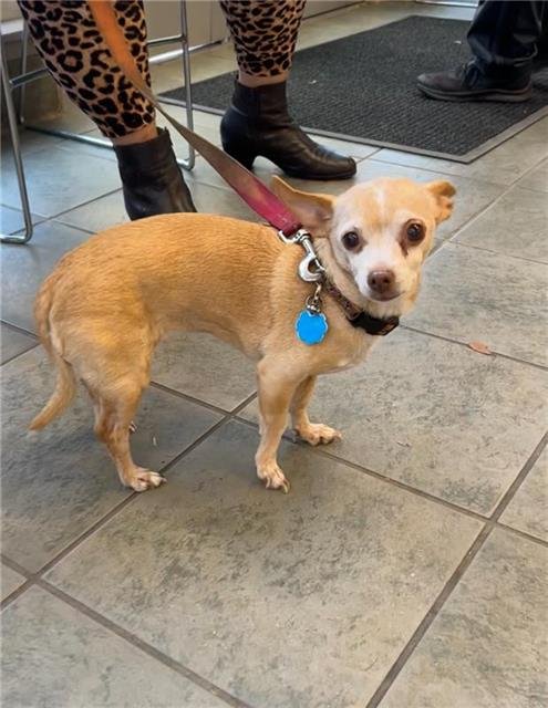BELLA - Chihuahua available for adoption