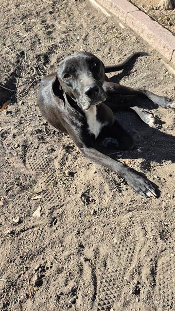 SUZETTE - American Staffordshire Terrier available for adoption