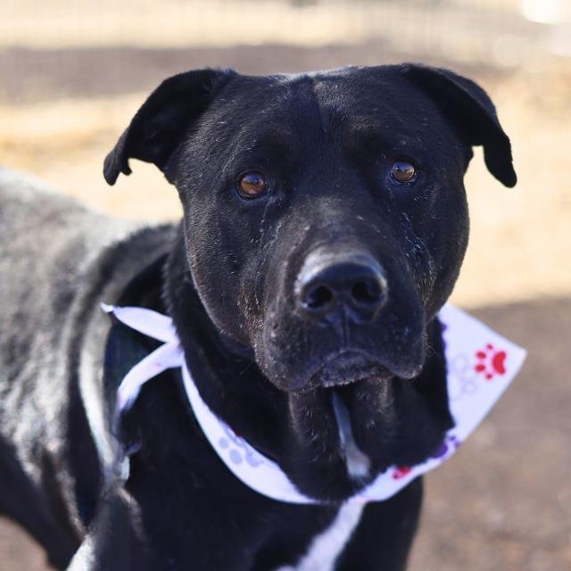 COLBY - Labrador Retriever available for adoption