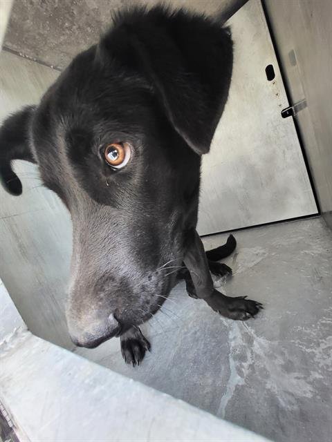 BILLY - Labrador Retriever available for adoption