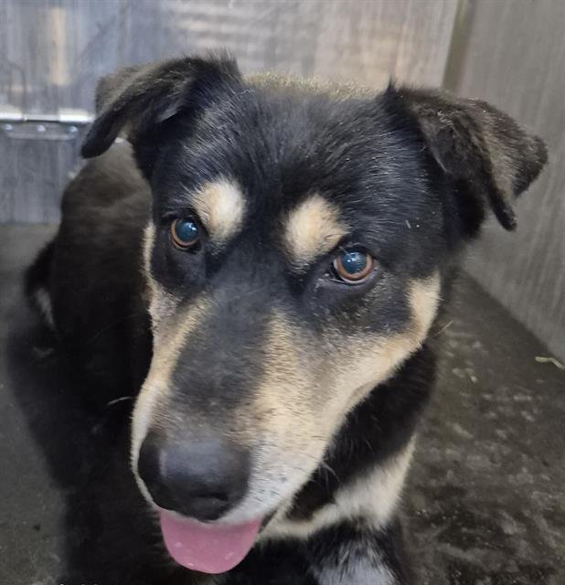 BENNIE - Rottweiler available for adoption