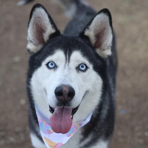 JINGLE - Husky available for adoption