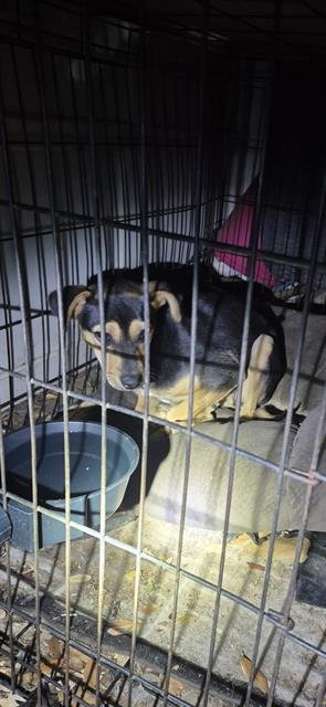 CHI - Terrier available for adoption