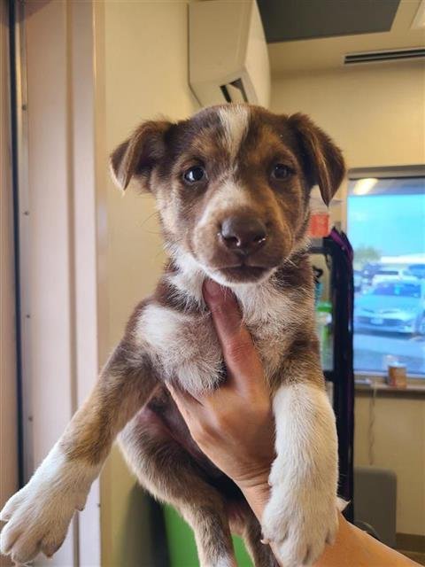 BROWNIE - Husky available for adoption