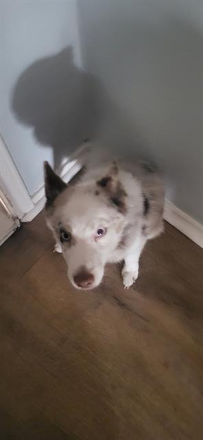 POMMY - Pomeranian / Husky available for adoption