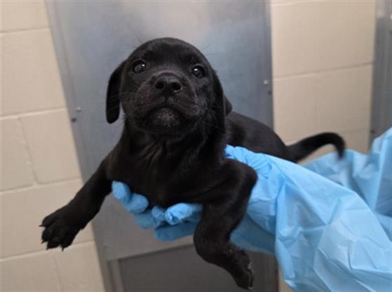 BEAU - Labrador Retriever available for adoption