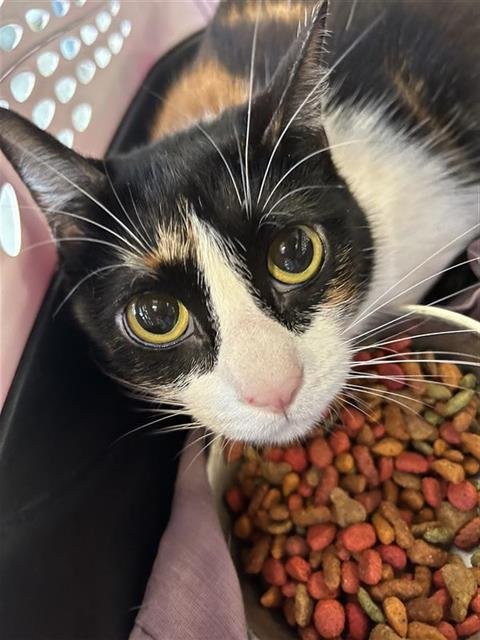 TRIBILIN - Domestic Short Hair available for adoption