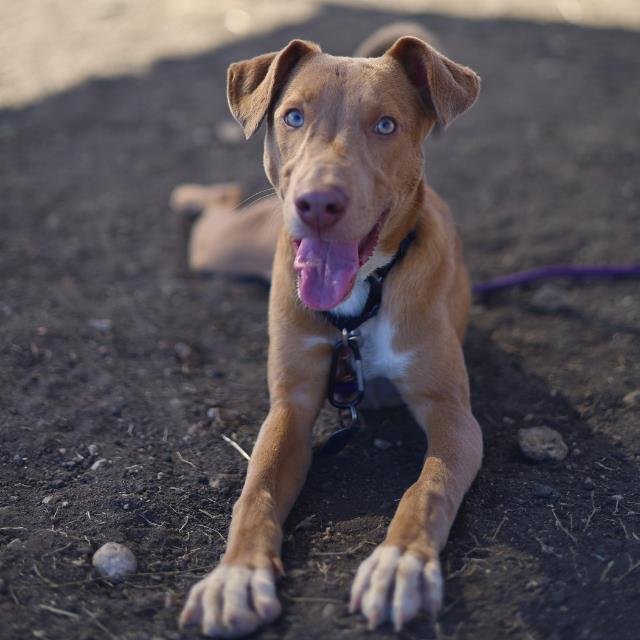 STITCH - Labrador Retriever available for adoption