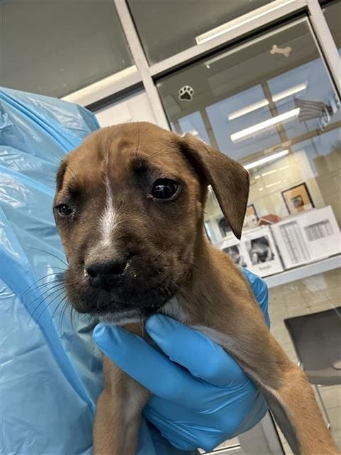 REDMAN - American Staffordshire Terrier available for adoption